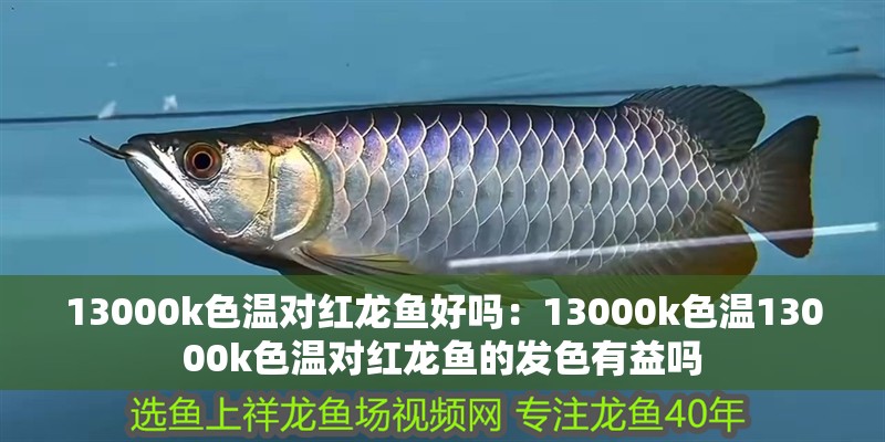 13000k色溫對紅龍魚好嗎：13000k色溫13000k色溫對紅龍魚的發色有益嗎