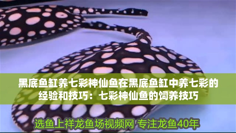 黑底魚缸養七彩神仙魚在黑底魚缸中養七彩的經驗和技巧：七彩神仙魚的飼養技巧