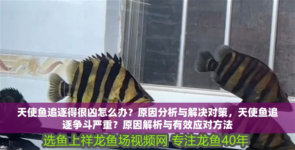 天使魚追逐得很兇怎么辦？原因分析與解決對策，天使魚追逐爭斗嚴重？原因解析與有效應對方法