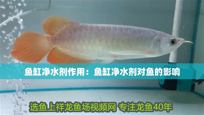 魚缸凈水劑作用：魚缸凈水劑對魚的影響 魚缸凈水劑作用：魚缸凈水劑對魚的影響 魚缸百科