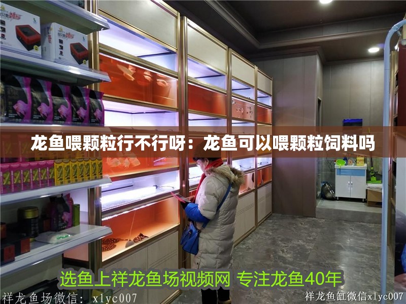 龍魚喂顆粒行不行呀：龍魚可以喂顆粒飼料嗎