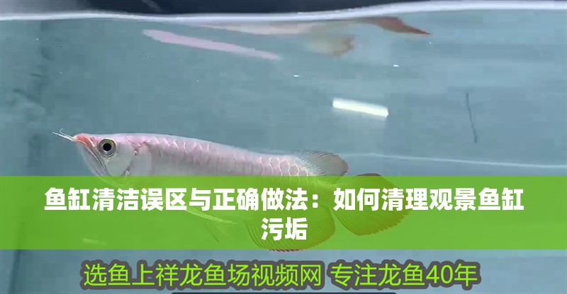 魚缸清潔誤區與正確做法：如何清理觀景魚缸污垢