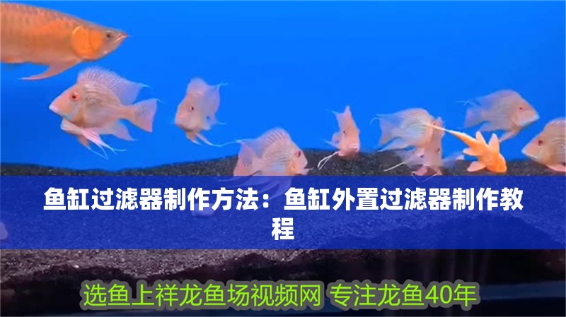 紅龍魚用黃燈烤有用嗎 魚缸過濾器制作方法:魚缸外置過濾器制作教程 魚缸百科 魚缸過濾器制作方法:魚缸外置過濾器制作教程 魚缸過濾器制作方法:魚缸外置過濾器制作教程 魚缸百科