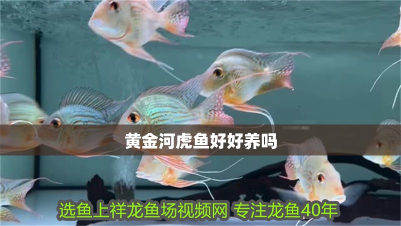 黃金河虎魚好好養嗎