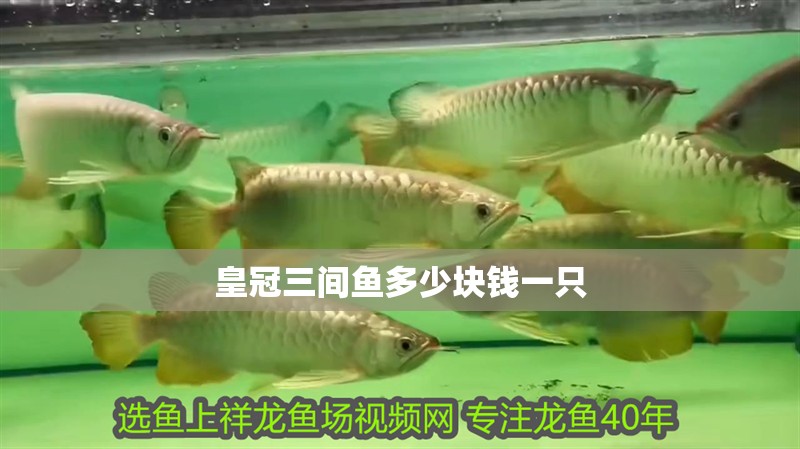 皇冠三間魚多少塊錢一只