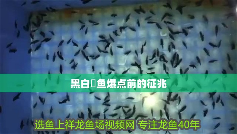 黑白魟魚爆點前的征兆