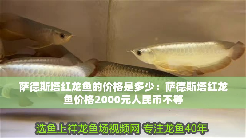 薩德斯塔紅龍魚的價(jià)格是多少：薩德斯塔紅龍魚價(jià)格2000元人民幣不等