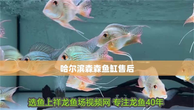 哈爾濱森森魚缸售后