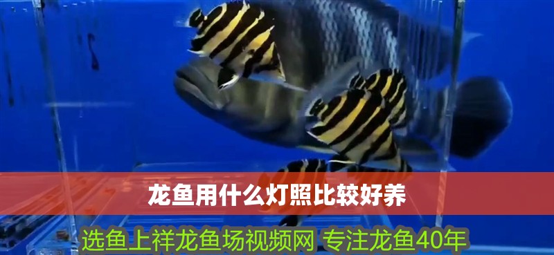 龍魚用什么燈照比較好養(yǎng)