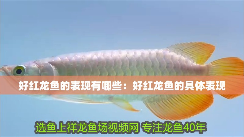 好紅龍魚的表現有哪些：好紅龍魚的具體表現