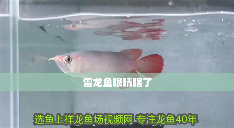 雷龍魚眼睛瞎了 雷龍魚眼睛瞎了 龍魚百科