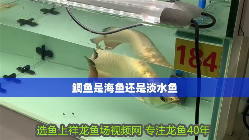 鯛魚是海魚還是淡水魚