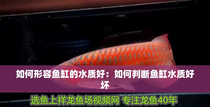 如何形容魚缸的水質好：如何判斷魚缸水質好壞