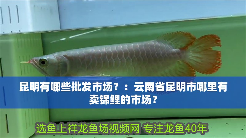 昆明有哪些批發市場？：云南省昆明市哪里有賣錦鯉的市場？