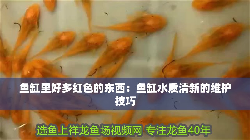 魚缸里好多紅色的東西：魚缸水質(zhì)清新的維護(hù)技巧