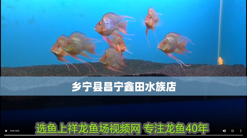 鄉寧縣昌寧鑫田水族店