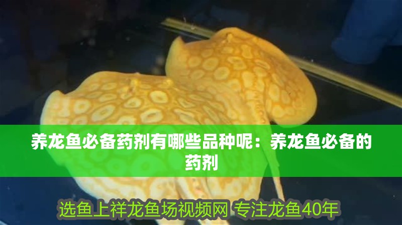 我的虎魚真菌感染了要怎么處理 養龍魚必備藥劑有哪些品種呢:養龍魚必備的藥劑 龍魚百科 養龍魚必備藥劑有哪些品種呢:養龍魚必備的藥劑 養龍魚必備藥劑有哪些品種呢:養龍魚必備的藥劑 龍魚百科
