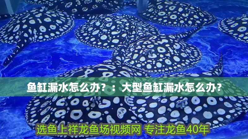 魚缸漏水怎么辦？：大型魚缸漏水怎么辦？