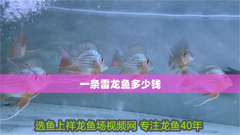 給大魚缸換水的作文:體驗給大魚缸換水的樂趣:體驗給大魚缸換水:給大魚缸換水的作文 一條雷龍魚多少錢 龍魚論壇 一條雷龍魚多少錢 一條雷龍魚多少錢 龍魚論壇