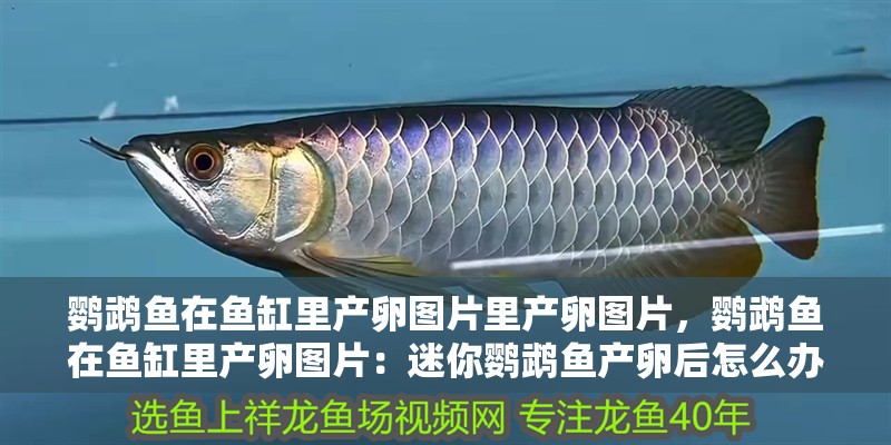 鸚鵡魚在魚缸里產卵圖片里產卵圖片，鸚鵡魚在魚缸里產卵圖片：迷你鸚鵡魚產卵后怎么辦