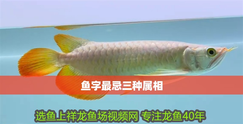 魚字最忌三種屬相