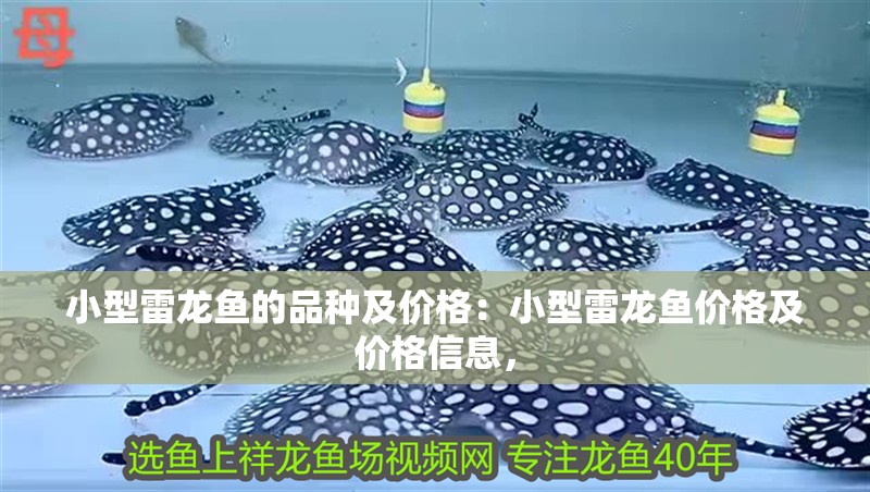小型雷龍魚的品種及價格：小型雷龍魚價格及價格信息，