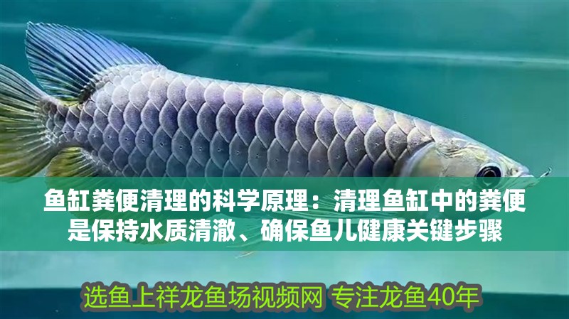 魚缸糞便清理的科學原理：清理魚缸中的糞便是保持水質清澈、確保魚兒健康關鍵步驟