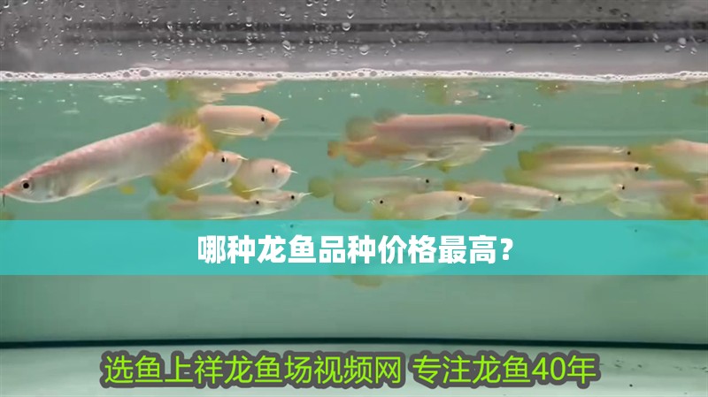 哪種龍魚品種價格最高？