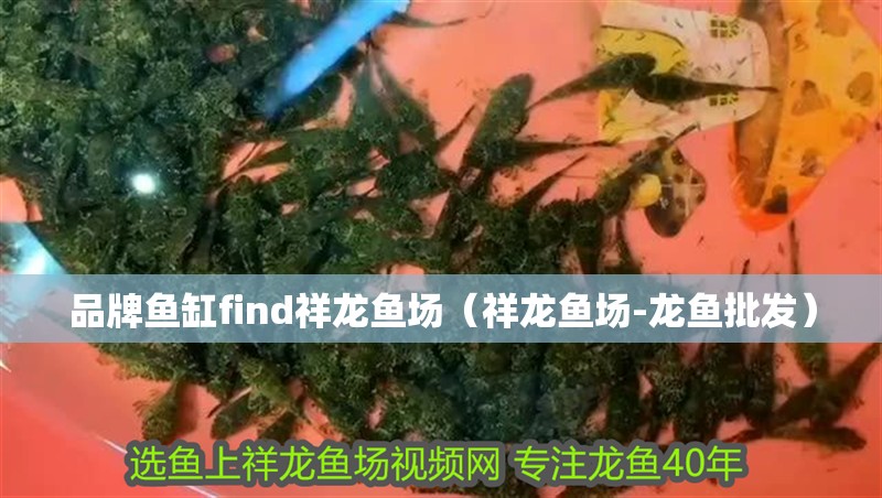 品牌魚缸find祥龍魚場（祥龍魚場-龍魚批發(fā)）