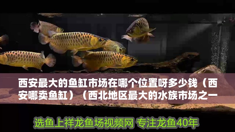 西安最大的魚缸市場在哪個(gè)位置呀多少錢（西安哪賣魚缸）（西北地區(qū)最大的水族市場之一，西安最大的水族市場之一）