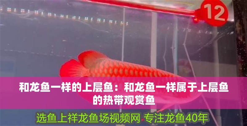 和龍魚一樣的上層魚：和龍魚一樣屬于上層魚的熱帶觀賞魚