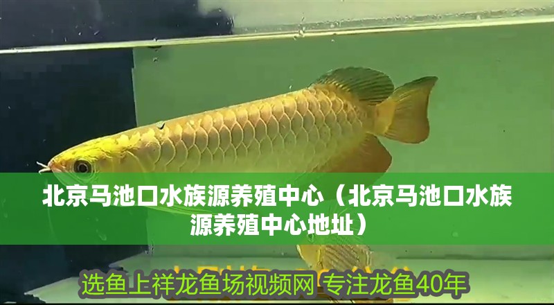 北京馬池口水族源養殖中心（北京馬池口水族源養殖中心地址）