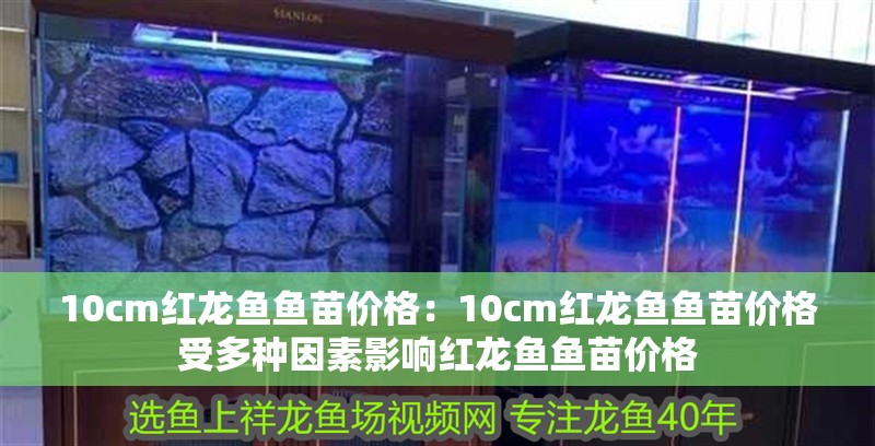 10cm紅龍魚魚苗價格：10cm紅龍魚魚苗價格受多種因素影響紅龍魚魚苗價格
