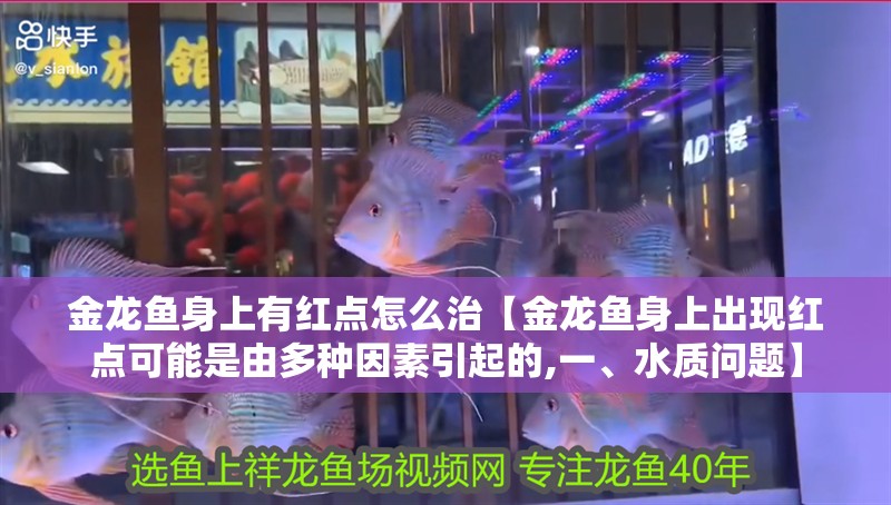 金龍魚身上有紅點怎么治【金龍魚身上出現(xiàn)紅點可能是由多種因素引起的,一、水質(zhì)問題】