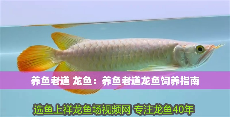 養魚老道 龍魚：養魚老道龍魚飼養指南