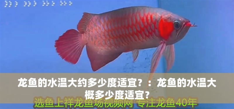 龍魚的水溫大約多少度適宜？：龍魚的水溫大概多少度適宜？