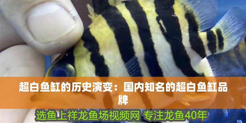 超白魚缸的歷史演變：國內知名的超白魚缸品牌
