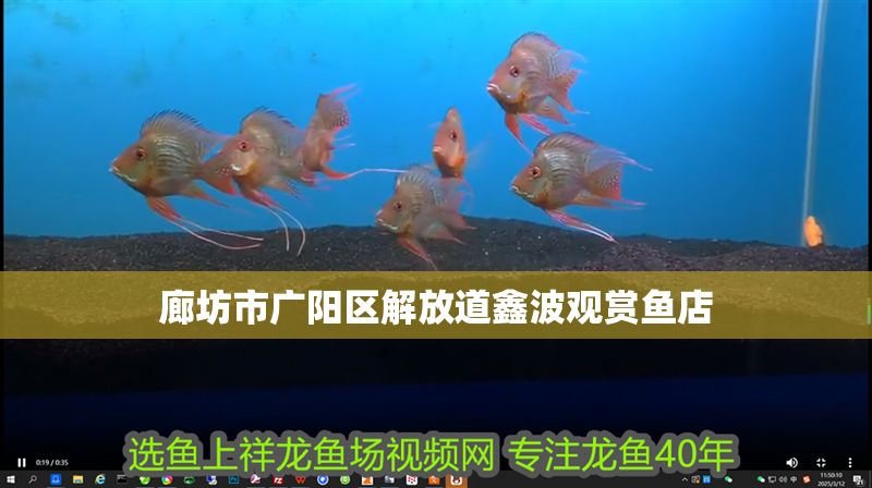 廊坊市廣陽區解放道鑫波觀賞魚店
