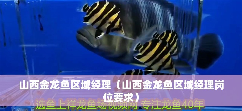 <strong><mark>山西</mark></strong>金龍魚區域經理（<strong><mark>山西</mark></strong>金龍魚區域經理崗位要求）