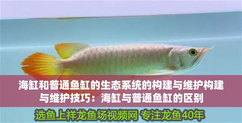 海缸和普通魚缸的生態系統的構建與維護構建與維護技巧：海缸與普通魚缸的區別