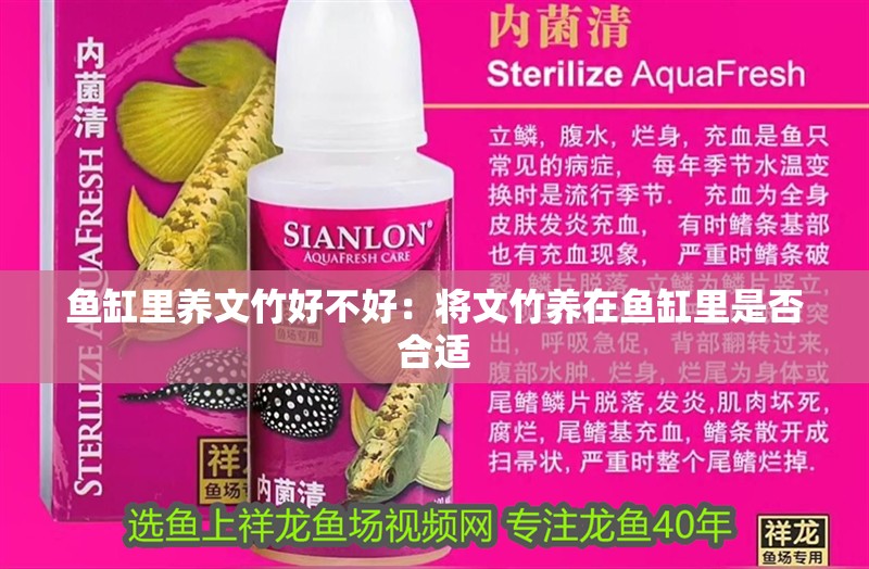 魚缸里養文竹好不好：將文竹養在魚缸里是否合適