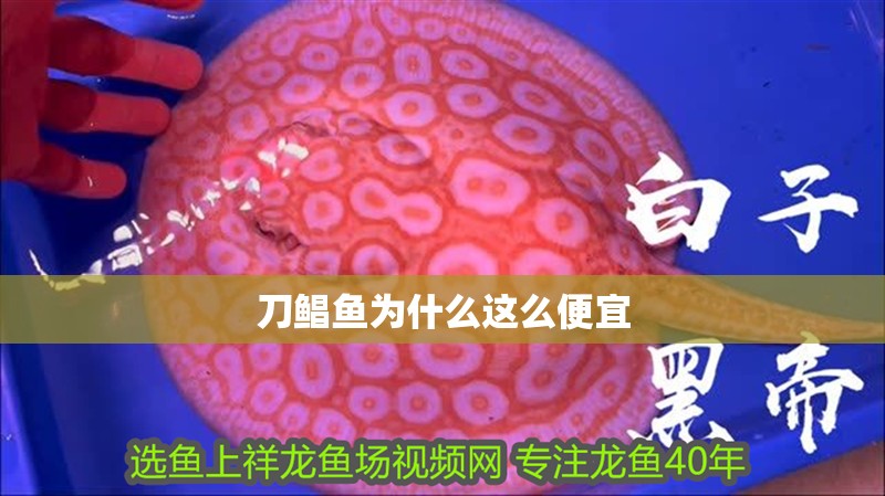 刀鯧魚為什么這么便宜