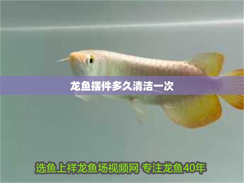 龍魚擺件多久清潔一次