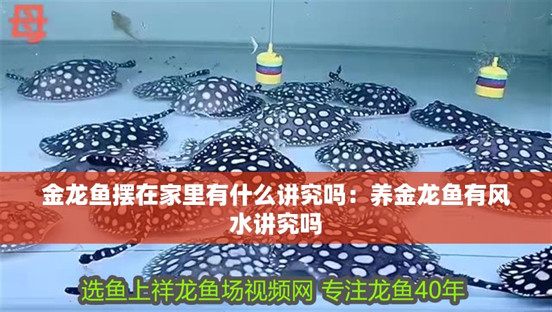金龍魚擺在家里有什么講究嗎：養金龍魚有風水講究嗎