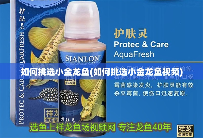 如何挑選小金龍魚(yú)(如何挑選小金龍魚(yú)視頻)