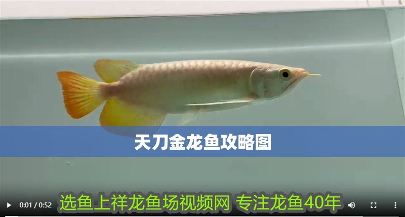 天刀金龍魚攻略圖