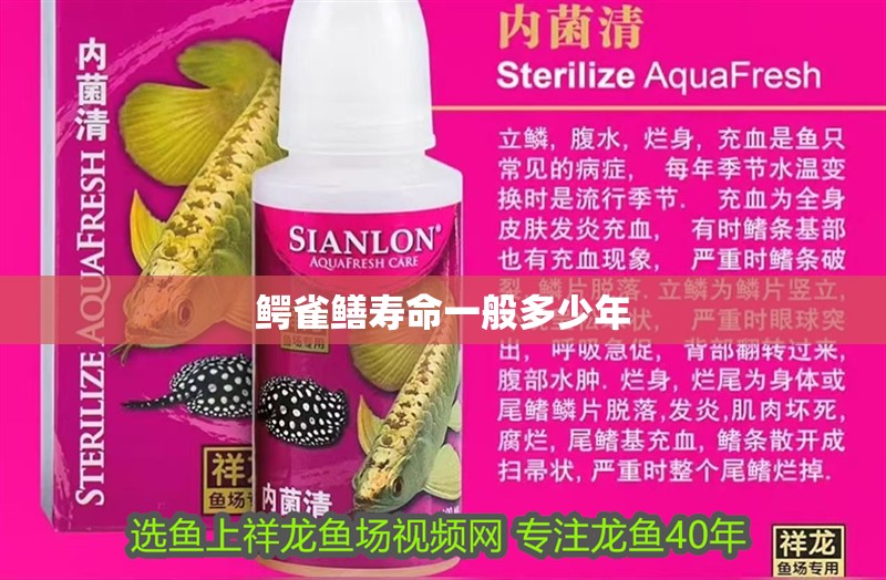 鱷雀鱔壽命一般多少年