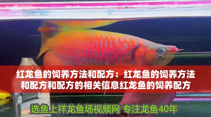 紅龍魚的飼養(yǎng)方法和配方：紅龍魚的飼養(yǎng)方法和配方和配方的相關(guān)信息紅龍魚的飼養(yǎng)配方 紅龍魚的飼養(yǎng)方法和配方：紅龍魚的飼養(yǎng)方法和配方和配方的相關(guān)信息紅龍魚的飼養(yǎng)配方 龍魚百科