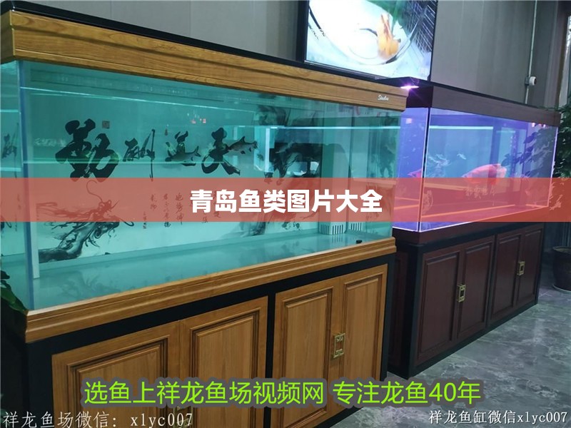 青島魚類圖片大全