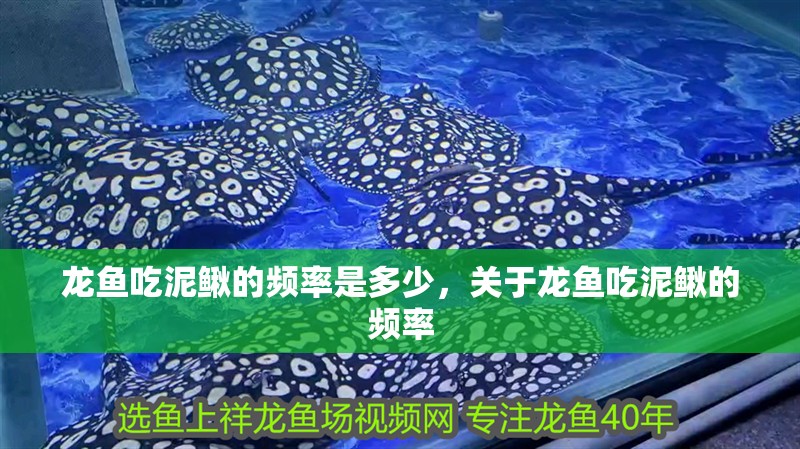 龍魚吃泥鰍的頻率是多少，關于龍魚吃泥鰍的頻率